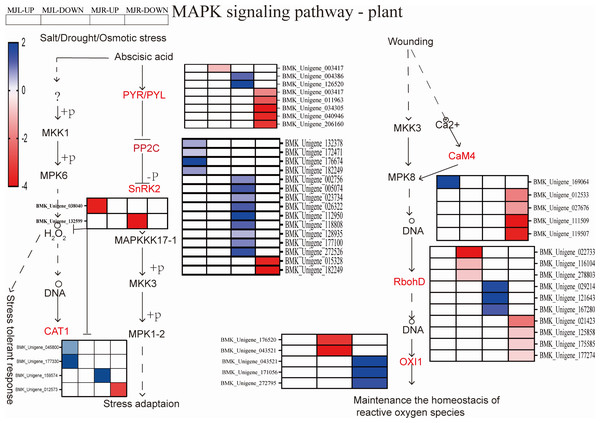 Heatmap expression profile of DEGs associated with MAPK signal pathway-plant.