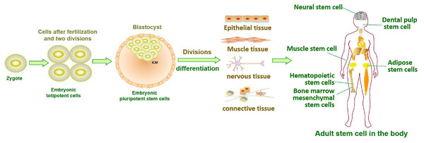 Tissue formation and distribution of adult stem cells in the body.