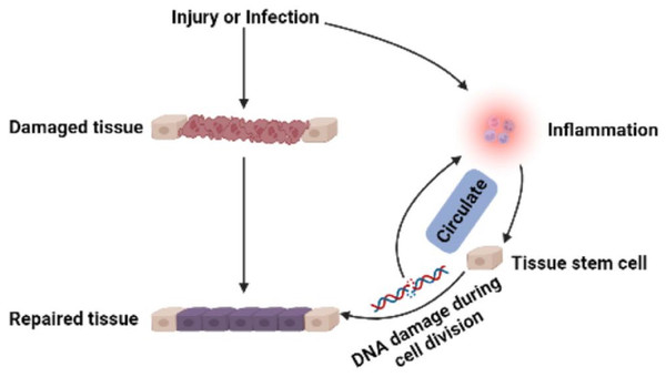 Multi-pathway inflammatory signaling and tissue repair.