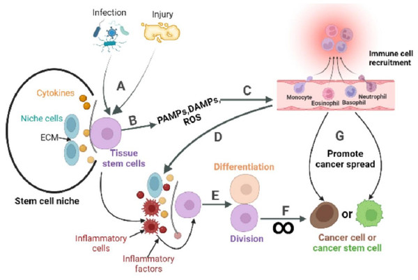 The role of inflammatory response in the stem cell division theory of cancer.