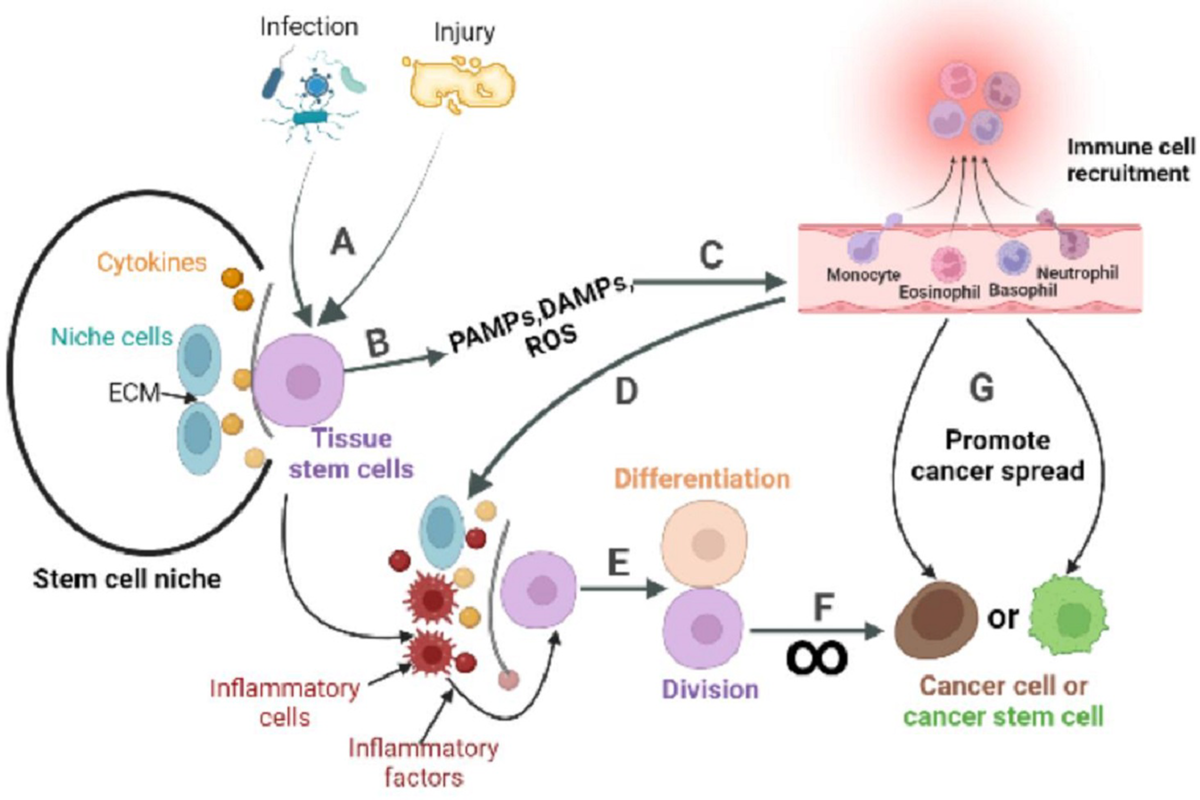 Inflammatory Auxo Action In The Stem Cell Division Theory Of Cancer Peerj