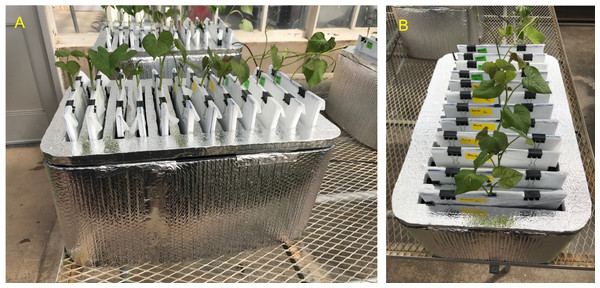 Sweetpotato ebb and flow soilless phenotyping platform constructed and tested for stem-derived adventitious roots.