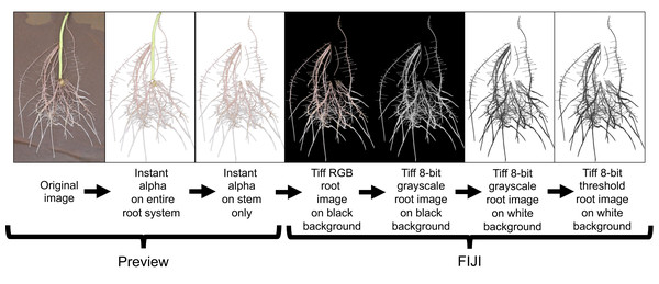 Root image processing sequence for subsequent root analysis in WinRhizo.