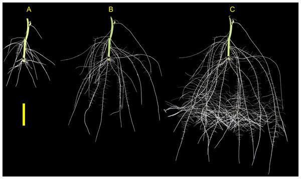 Sweetpotato root morphology and development.