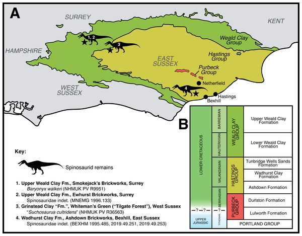 Geological context of the Lower Cretaceous deposits of southeast England, focussing on the Purbeck Group and Wealden Supergroup.