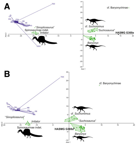 Graphical results of the discriminant analyses using a spinosaurid-only dataset comprised of 59 teeth from seven taxa (Baryonyx, cf. Suchomimus, Irritator, Spinosaurinae indet., cf. Baryonychinae, “Suchosaurus”, “Sinopliosaurus”).