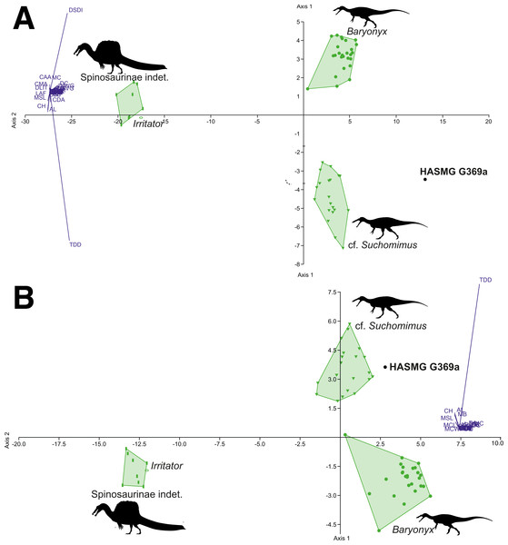 Graphical results of the discriminant analyses using a spinosaurid-only dataset comprised of 56 teeth from 4 taxa (Baryonyx, cf. Suchomimus, Irritator, Spinosaurinae indet.), including HASMG G369a as an unknown taxon.