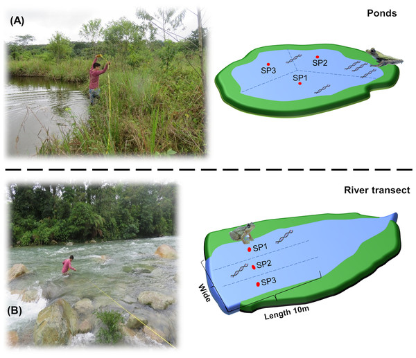 Graphical representation of water collection points in Ponds and river transects.