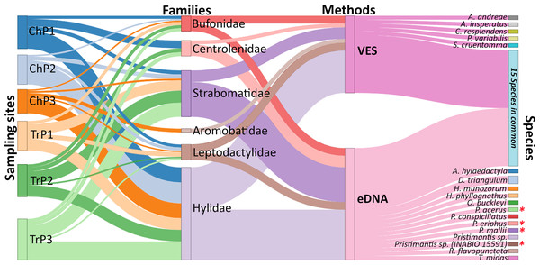 Relative frequency of amphibian species detection using environmental DNA (eDNA) and visual encounter surveys (VES).