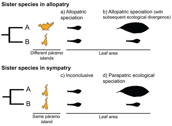 Hypothetical scenarios for speciation in sister species.