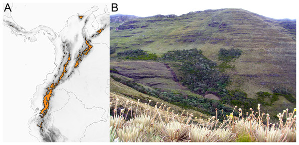 The páramo ecosystem.