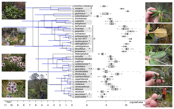 Linochilus phylogeny (Vargas, Ortiz & Simpson, 2017) with boxplots for leaf area.