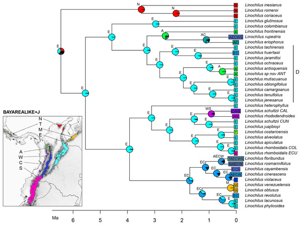 BAYAREALIKE+J biogeographical ancestral reconstruction based on the Linochilus phylogeny of Vargas, Ortiz & Simpson (2017) with percent probabilities of the different ancestral areas as pie charts.