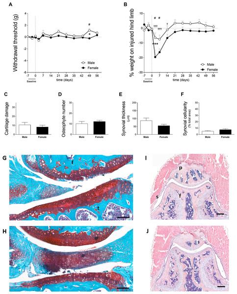 Females exhibit a more dramatic decrease in weight bearing during the early phase of OA (cohort 1).