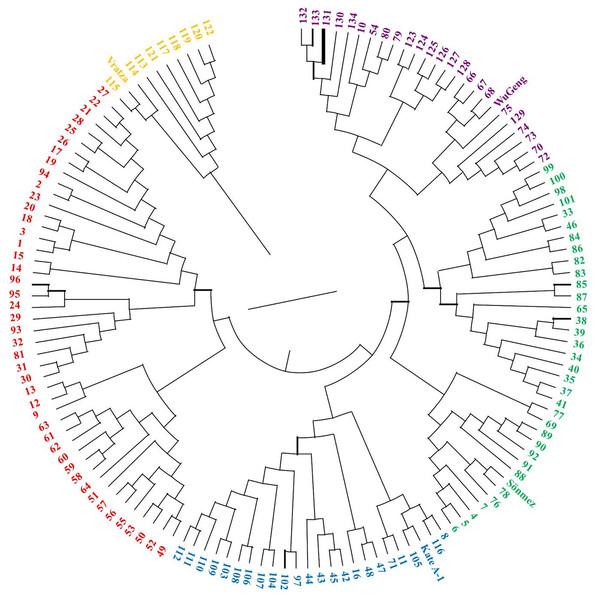 Dendrogram showing the genetic diversity among 134 DH bread wheat genotypes and four parents based on SSR data.