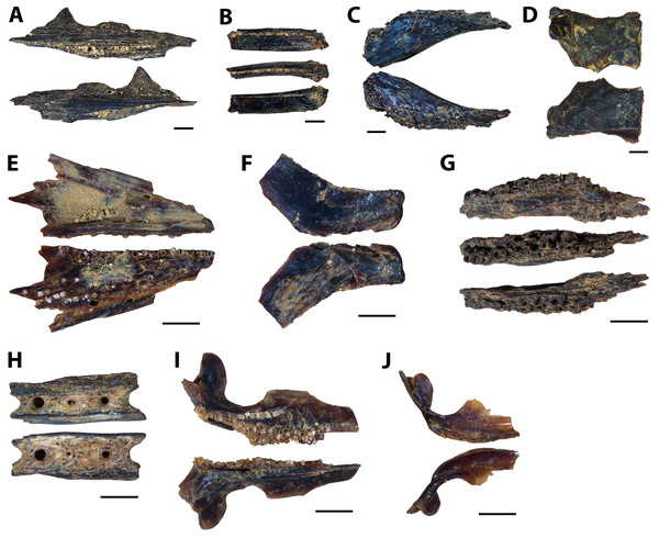 Actinopterygian jaw elements collected from the Marco Calcarenite, Assiniboine Member, by acid digestion and fossil sorting.