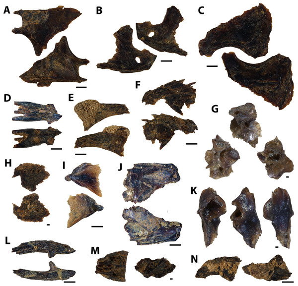 Actinopterygian skull elements collected from the Marco Calcarenite, Assiniboine Member, by acid digestion and fossil sorting.