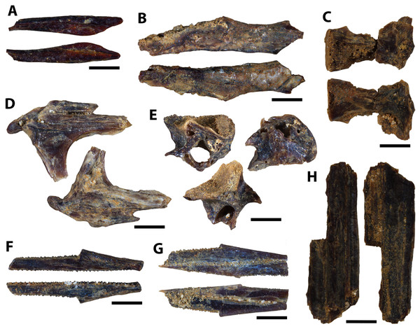 Actinopterygian hyoid arch, pectoral girdle, and caudal fin elements collected from the Marco Calcarenite, Assiniboine Member, by acid digestion and fossil sorting.