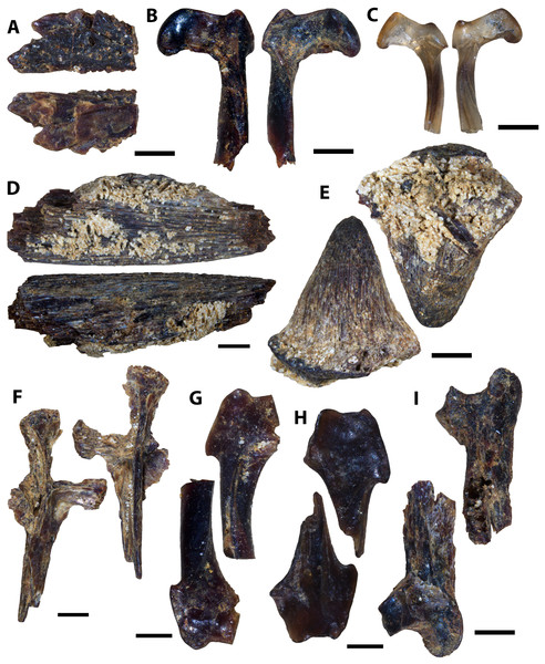 Testudine, squamate, and avian elements collected from the Marco Calcarenite, Assiniboine Member, by acid digestion and fossil sorting.