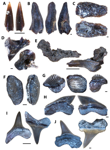 Actinopterygian and chondrichthyan teeth and jaw elements collected from the Laurier Limestone beds, Keld Member, by acid digestion and fossil sorting (A–E), and surface prospecting (F–I).