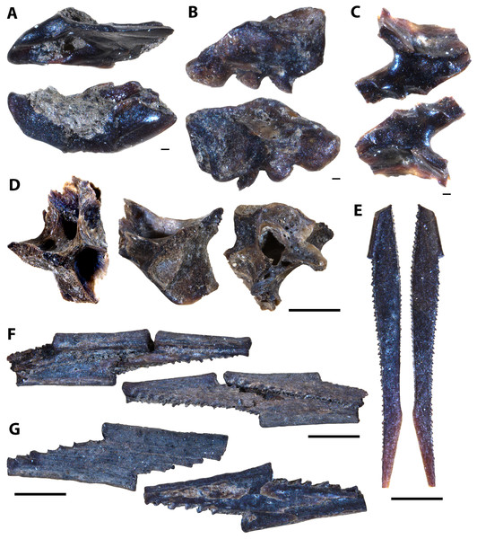 Actinopterygian skull, pectoral, and caudal fin elements collected from the Laurier Limestone beds, Keld Member, by acid digestion and fossil sorting.