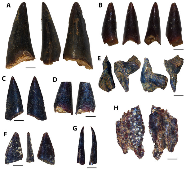 Actinopterygian teeth collected from the Marco Calcarenite, Assiniboine Member, by acid digestion and fossil sorting.