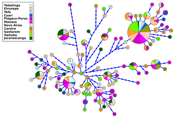 Haplotype network of control region from Semaprochilodus insignis sampled in the Brazilian Amazon.