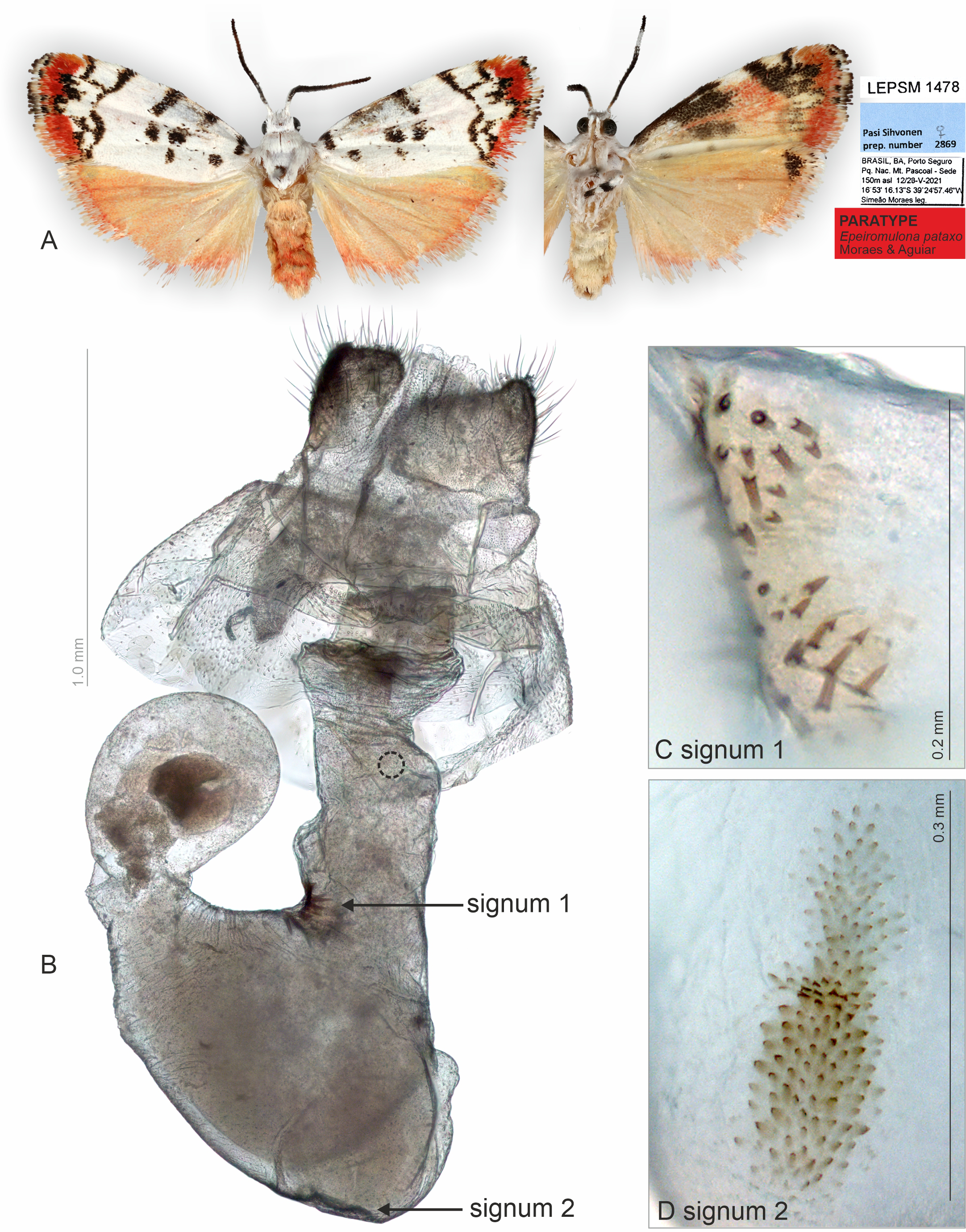 Collection of specimens through a pheromone-based gypsy moth