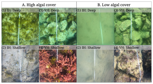 Quadrat photos from the isoyake habitat (IH) and vegetated habitats (VH) in seasons with (A) high and (B) low algal cover.
