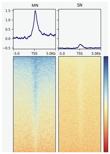 Micrococcal nuclease sequencing of porcine sperm suggests