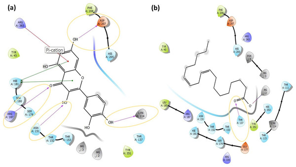The active binding sites and the 2D ligand interactions.