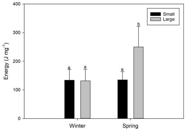 Seasonal variations (winter vs spring) in the energy content of female swordfish (Xiphias gladius) of two body size ranges and/or distinct degrees of sexual maturity (small and/or virginal vs large and/or maturing females).