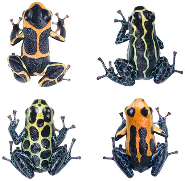 Representative color morphs of the mimic poison frog.