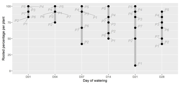 The percentage of rooted cuttings (n = 12) per plant (P1-P7) for each initial watering day (D01-D28).