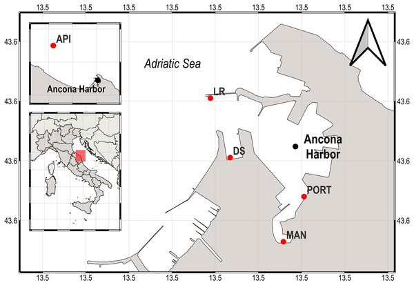 Map of the sampling area (Ancona Harbor) and location of the five sampling stations.
