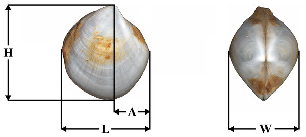 Placement of shell measurements.