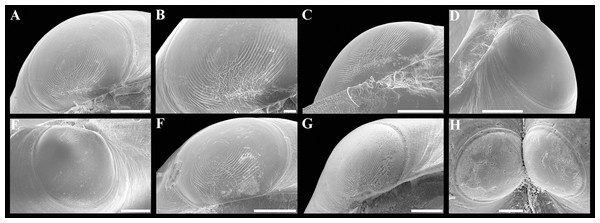 Scanning electron micrographs of prodissoconchs of Axinulus alatus sp. nov.