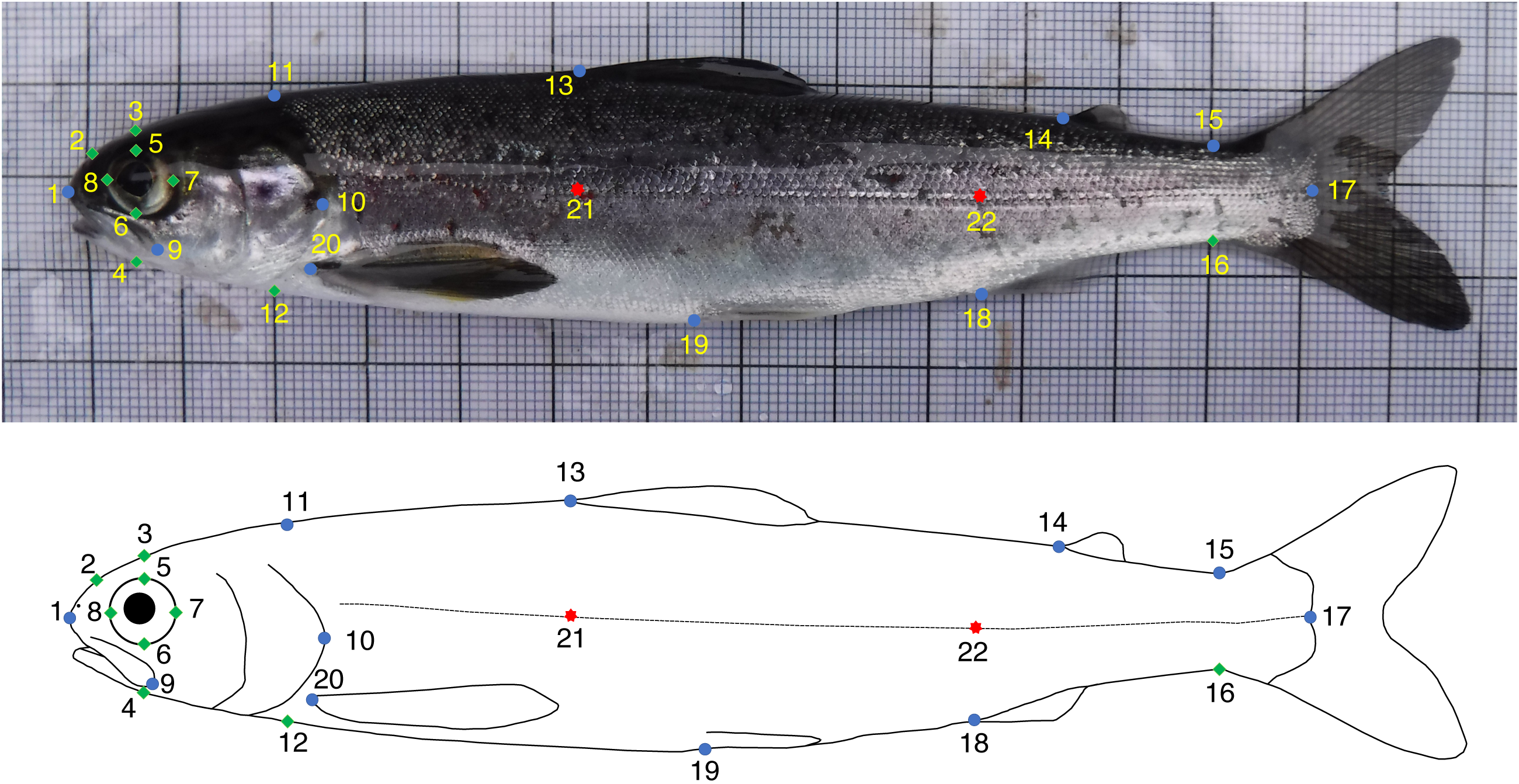 Fish (Smolt) Measuring Board, 30 cm Length