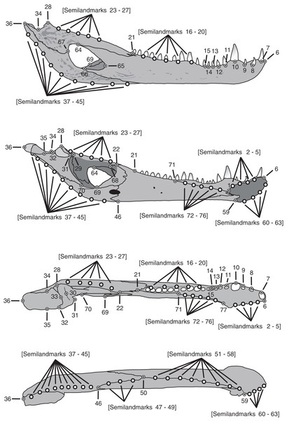 Landmarks and semilandmarks chosen to depict morphological change in the Caiman mandibles.