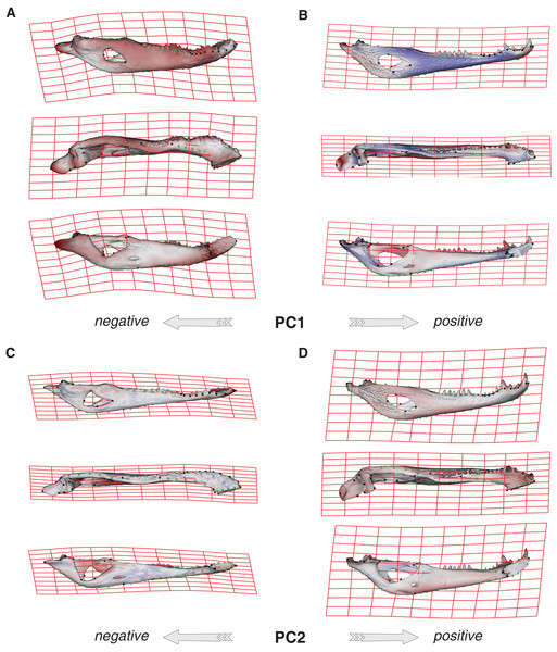 Thin plate spline gridlines, coloured meshes and shape changes associated with the PC1 and PC2.