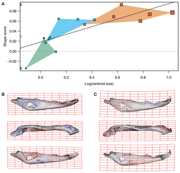 Analysis of multivariate regression of the Procrustes coordinates against the log-transformed centroid size for C. latirostris.