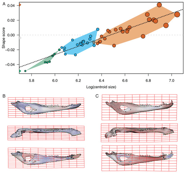 Analysis of multivariate regression of the Procrustes coordinates against the log-transformed centroid size for C. yacare.