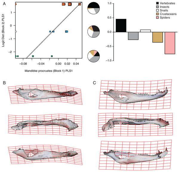 Analysis of PLS of the Procrustes coordinates (Block1) and Logit diet (Block2) for C. latirostris.