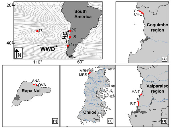 Sampling sites (red marks) in the South Pacific Subtropical Gyre (SPSG) and the South American continental coast.