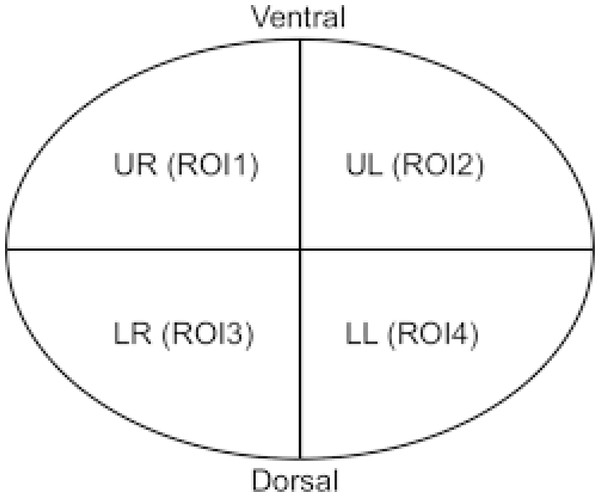 Non-dependant (ROI 1-ROI 2) and dependent (ROI 3-ROI 4) ROI areas in the supine position.