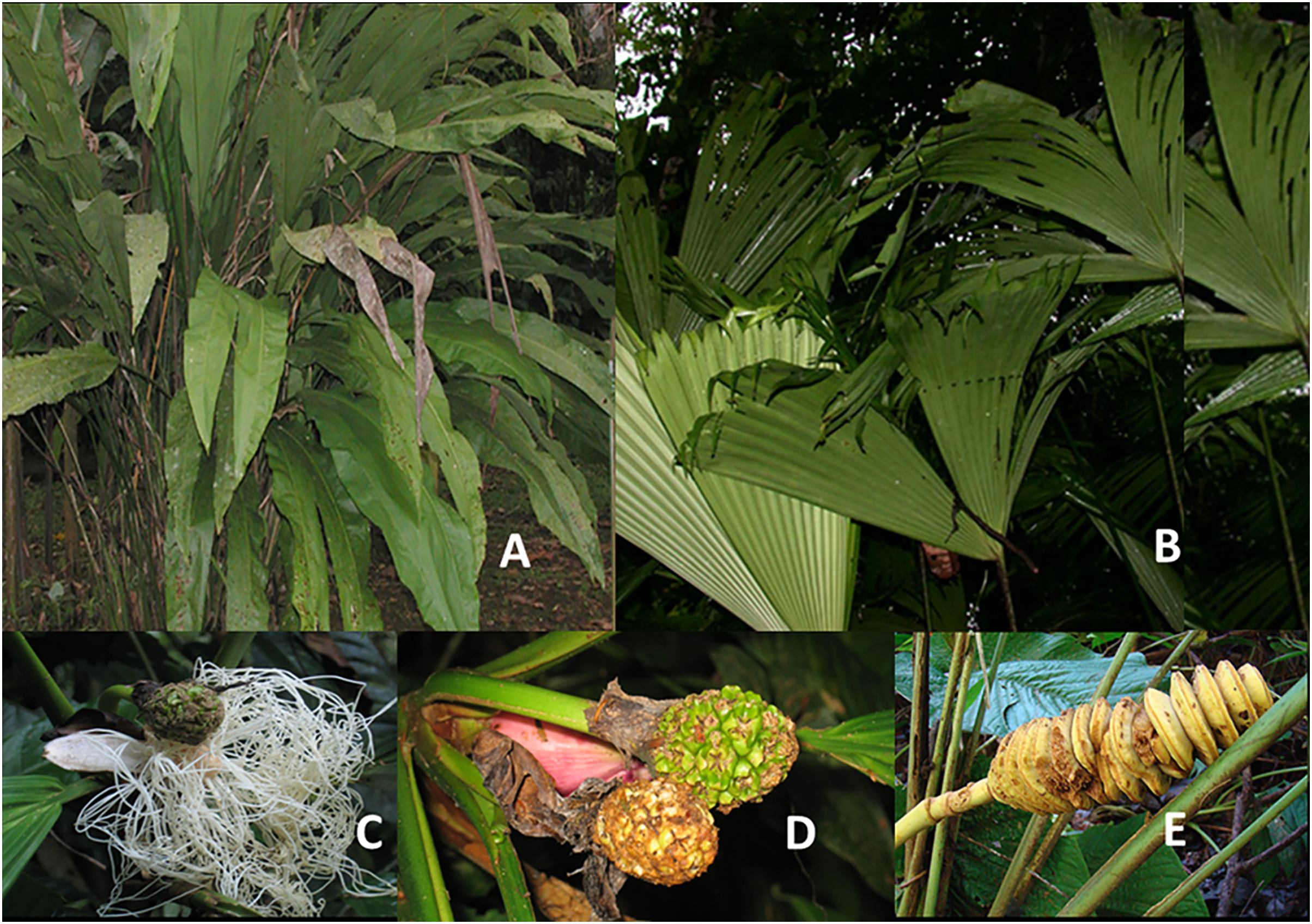 Functional trait diversity of Cyclanthaceae and its convergent evolution  with Araceae in Neotropical forests [PeerJ]