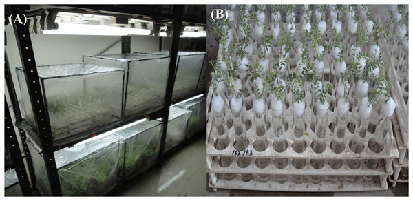 (A) Chickpea genotypes (C. arietinumPBG5 and C. pinnatifidum188) kept in growth chambers (inoculated and control). (B) Cut twigs of C. pinnatifidum188.