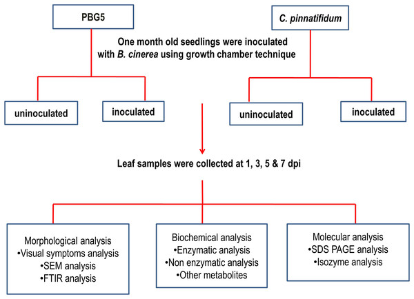 Representation of overall methodology used in the study.