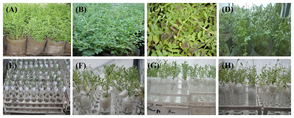 Visual symptoms of BGM infection on C. arietinumPBG5 (A, control; B, greyish colony on the twig; C, water soaked lesions; D, infected shoots without pods) and C. pinnatifidum188 (E–H) with no disease symptoms at 1st, 3rd, 5th, & 7th d.