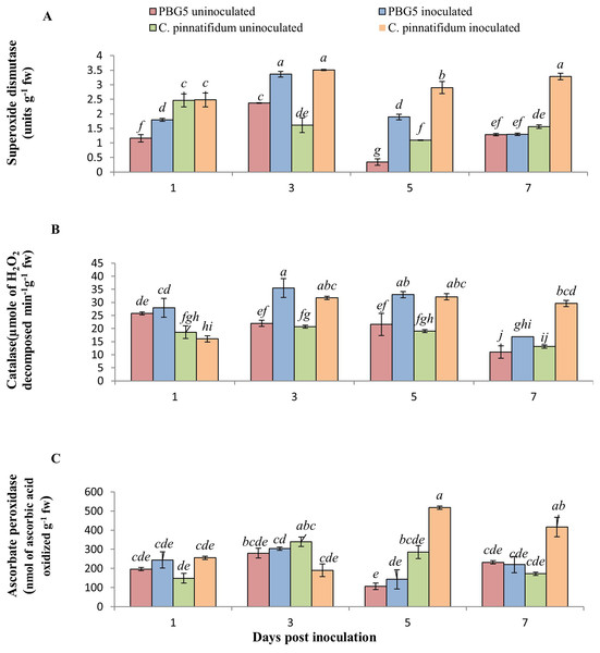 (A) Superoxide dismutase, (B) catalase, and (C) ascorbate peroxidase activities in leaves of chickpea genotype C. arietinumPBG5 (susceptible) and C. pinnatifidum188 (resistant) uninoculated and inoculated with B. cinerea.